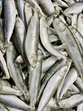 frozen sprats