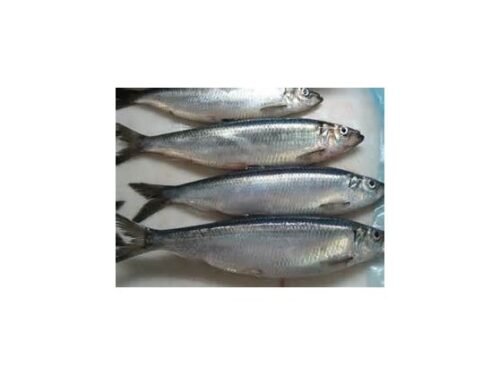 DAF Herring